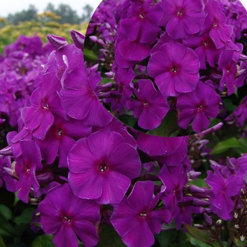 Phlox paniculata 'Adessa® Special Deep Purple' - Aed-leeklill 'Adessa® Special Deep Purple' 